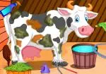 Huolehtia Holstein lehmä